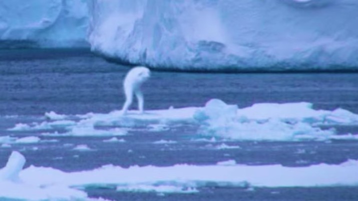Mirip Manusia, Ini Makhluk Misterius yang Muncul di Antartika