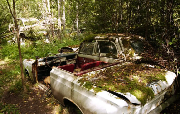 Kisah Misteri dari Hutan Swedia, Ribuan Mobil Jadi Bangkai
