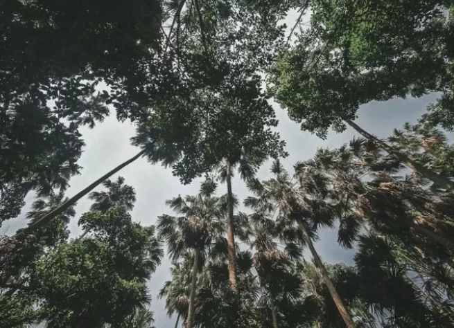 Misteri dan Legenda Hutan Kamchanod: Mitos Naga Thailand yang Bersemayam di Hutan serta Acara Festival Hantu