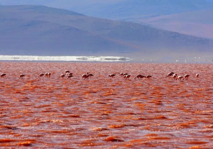 Misteri Air Laguna Colorada di Bolivia yang Berwarna Merah Darah