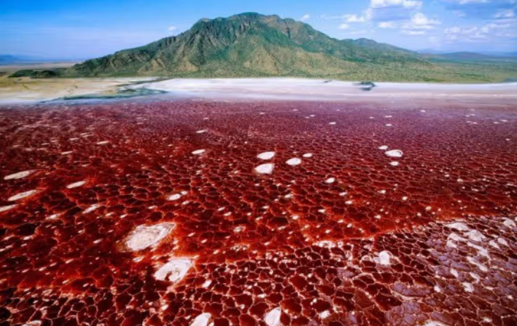 Misteri Danau Natron, Airnya Bisa Mengubah Makhluk Hidup Jadi Batu 