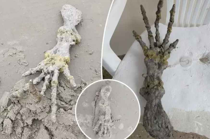 Misteri Penemuan Tangan Alien di Pantai Bikin Geger Brasil