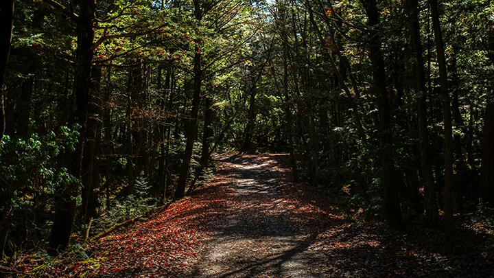 Aokigahara: Hutan Bunuh Diri di Kaki Gunung Fuji